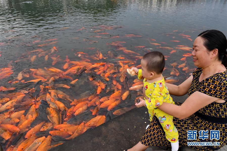 （環(huán)境）（3）福建福鼎：桐山溪畔人魚(yú)同樂(lè)