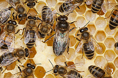 澳大利亞研究人員首次發(fā)現(xiàn)昆蟲也具有復雜的認知能力